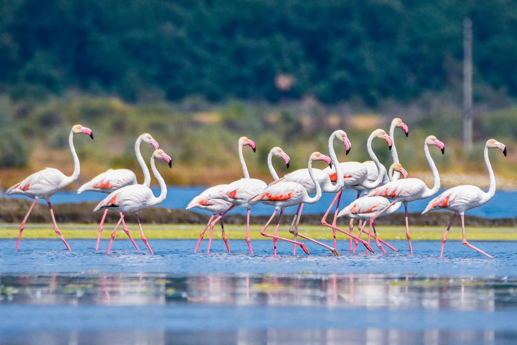 Ulcinj Salina: Flamingos at the Airport of the Adriatic Flyway